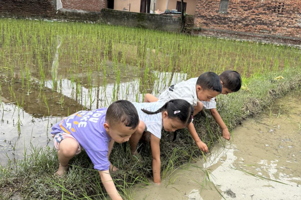 Connecting to Culture: Kids Celebrate Rastriya Dhan Diwas Through Paddy Planting